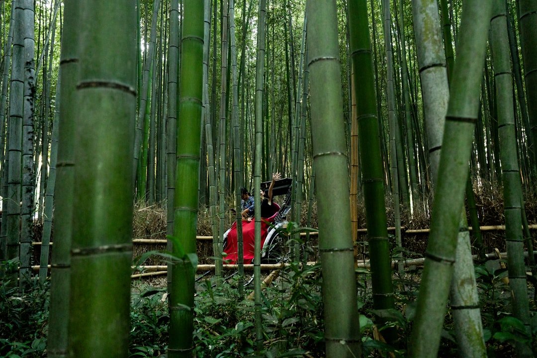 Arashiyama bambu ormanı