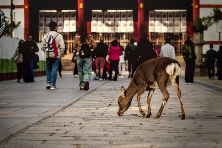 Nara Parkı'nda serbest dolaşan geyikler