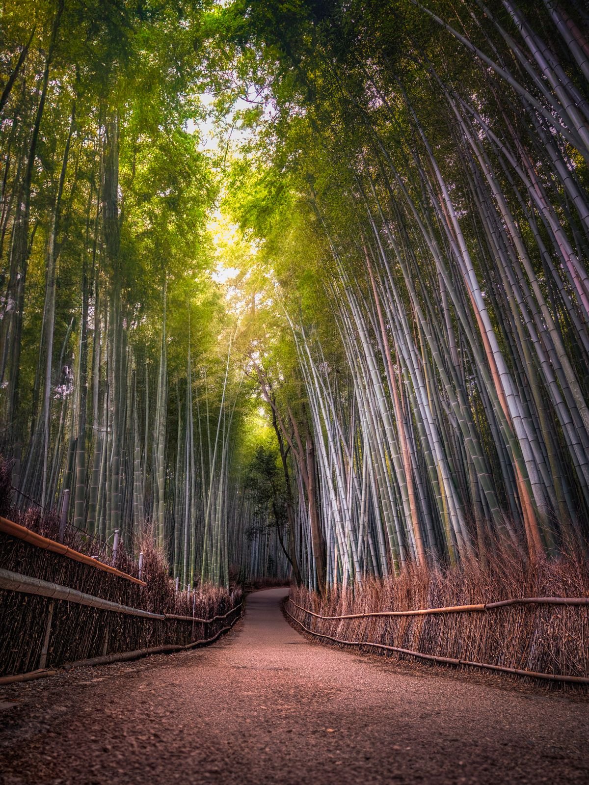 Kyoto Arashiyama bambu ormanında yürüyüş yolu