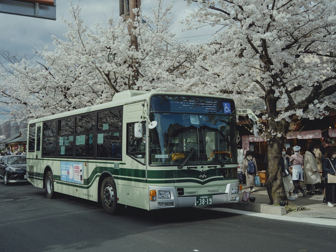 Kyoto’da çiçek açmış sakura ağaçlarının altında geçen şehir otobüsü