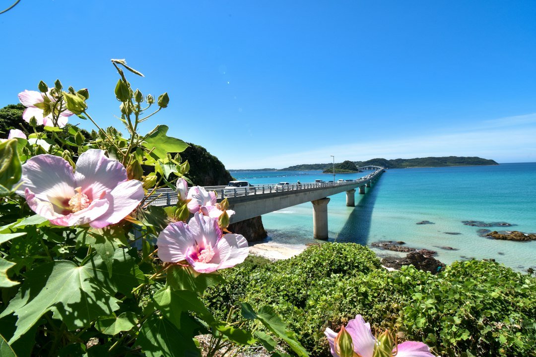 Tsunoshima Adası kıyısında turkuaz deniz ve yaz çiçekleri, Shimonoseki, Yamaguchi