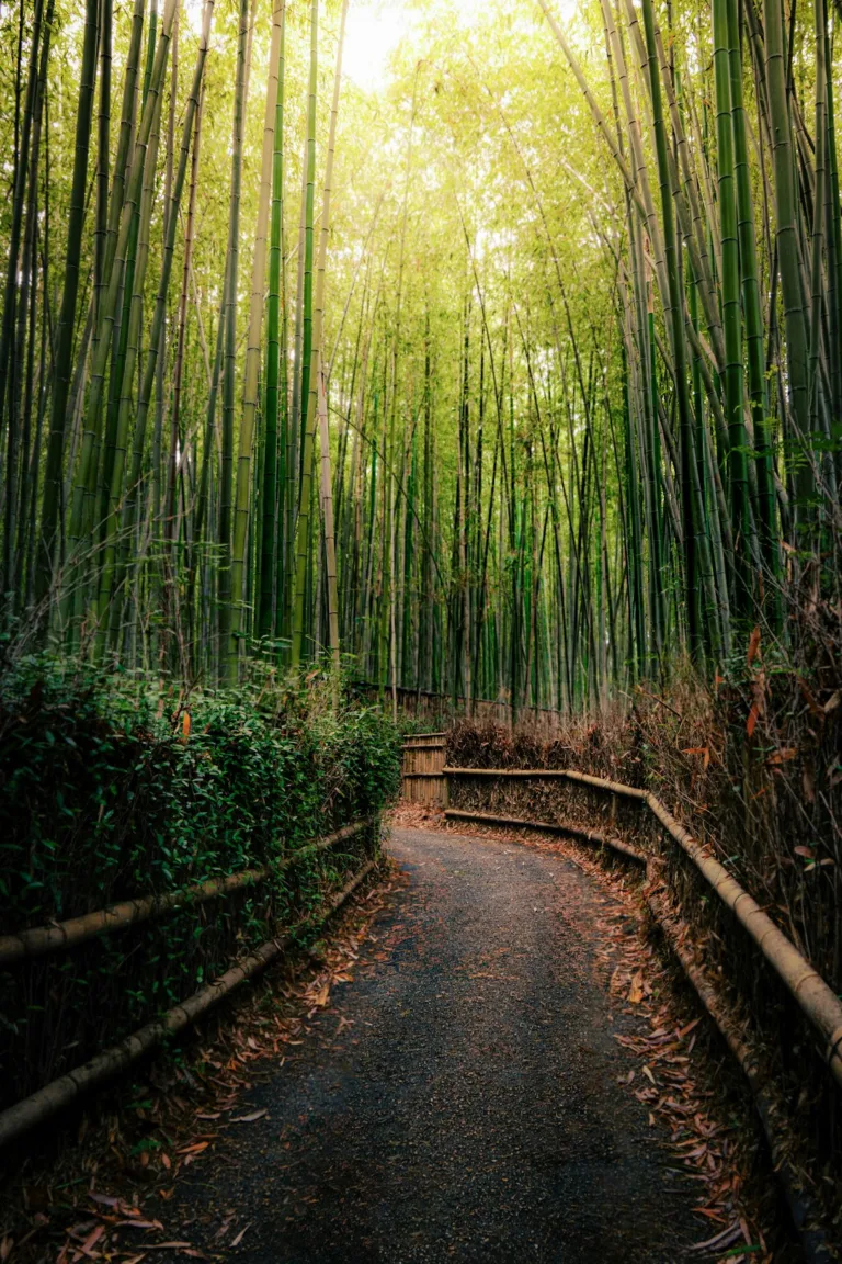 Arashiyama Bambu Ormanı ve Tenryu-ji