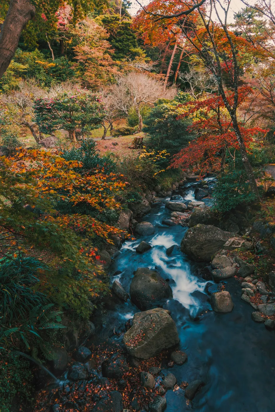 Atami Baien'de sonbaharda dere ve kızıl ağaçlar
