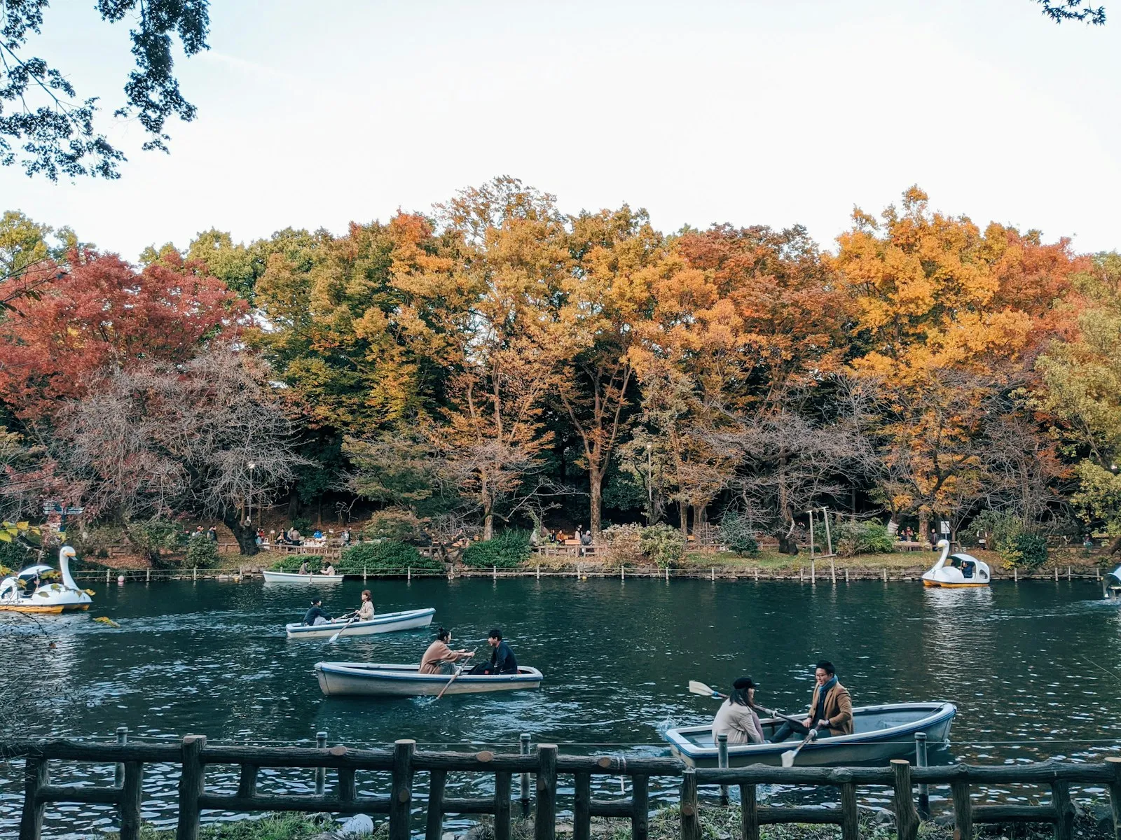 Inokashira Parkı'nda sonbahar yaprakları ve kayıklar