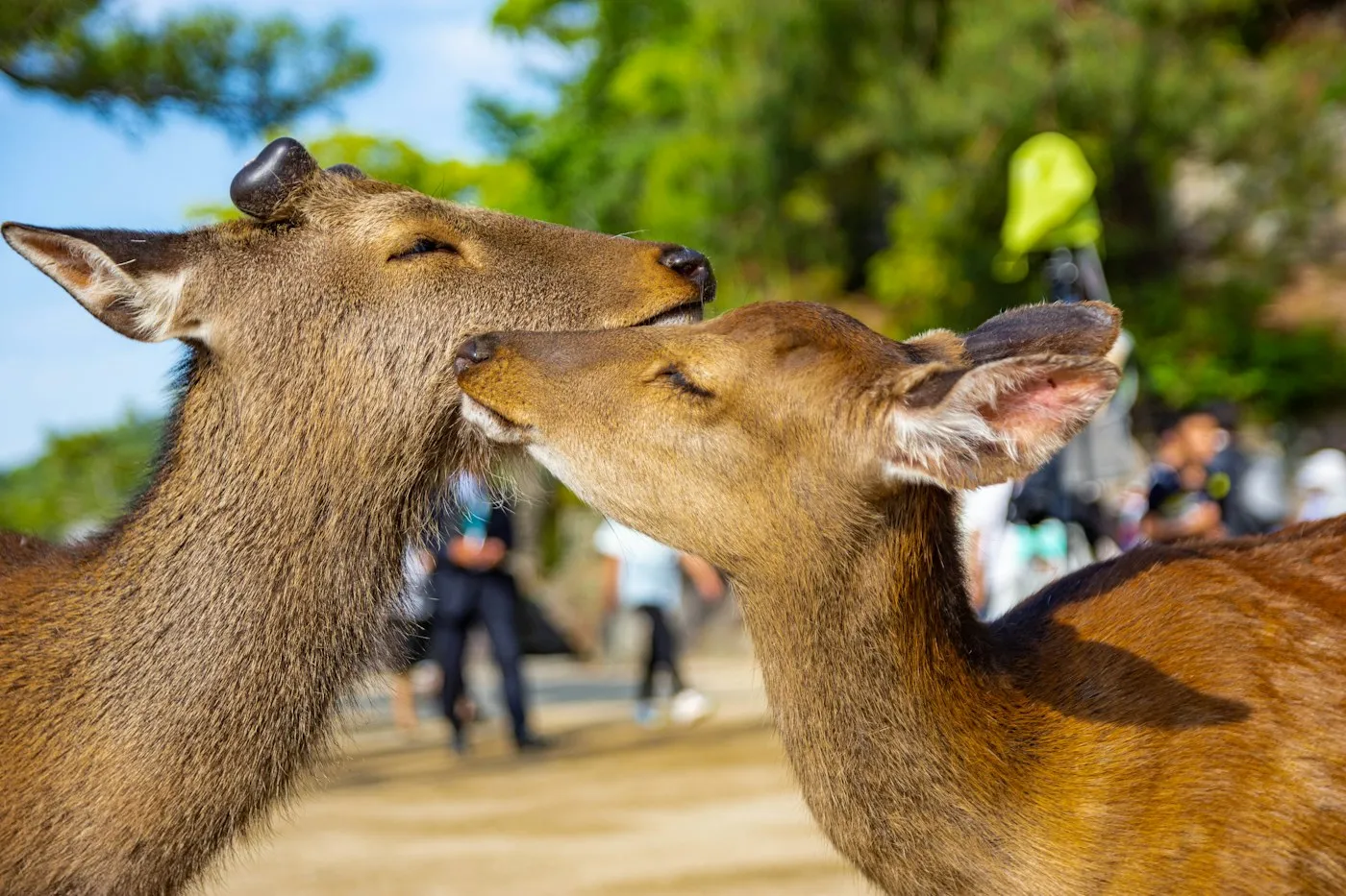 Miyajima'da birbirine sokulan iki geyik