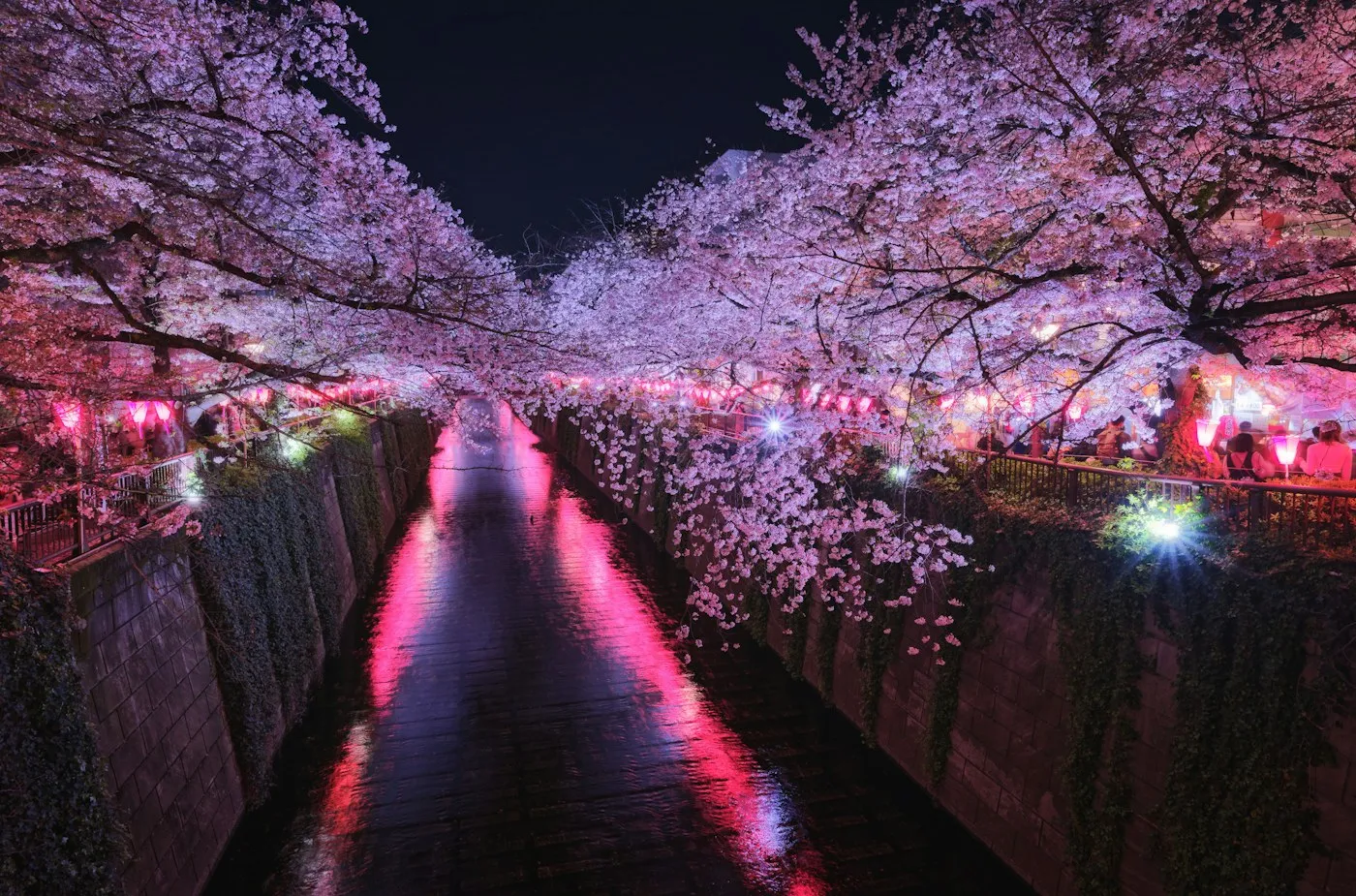 Gece sakura tüneli ve kanal yansıması