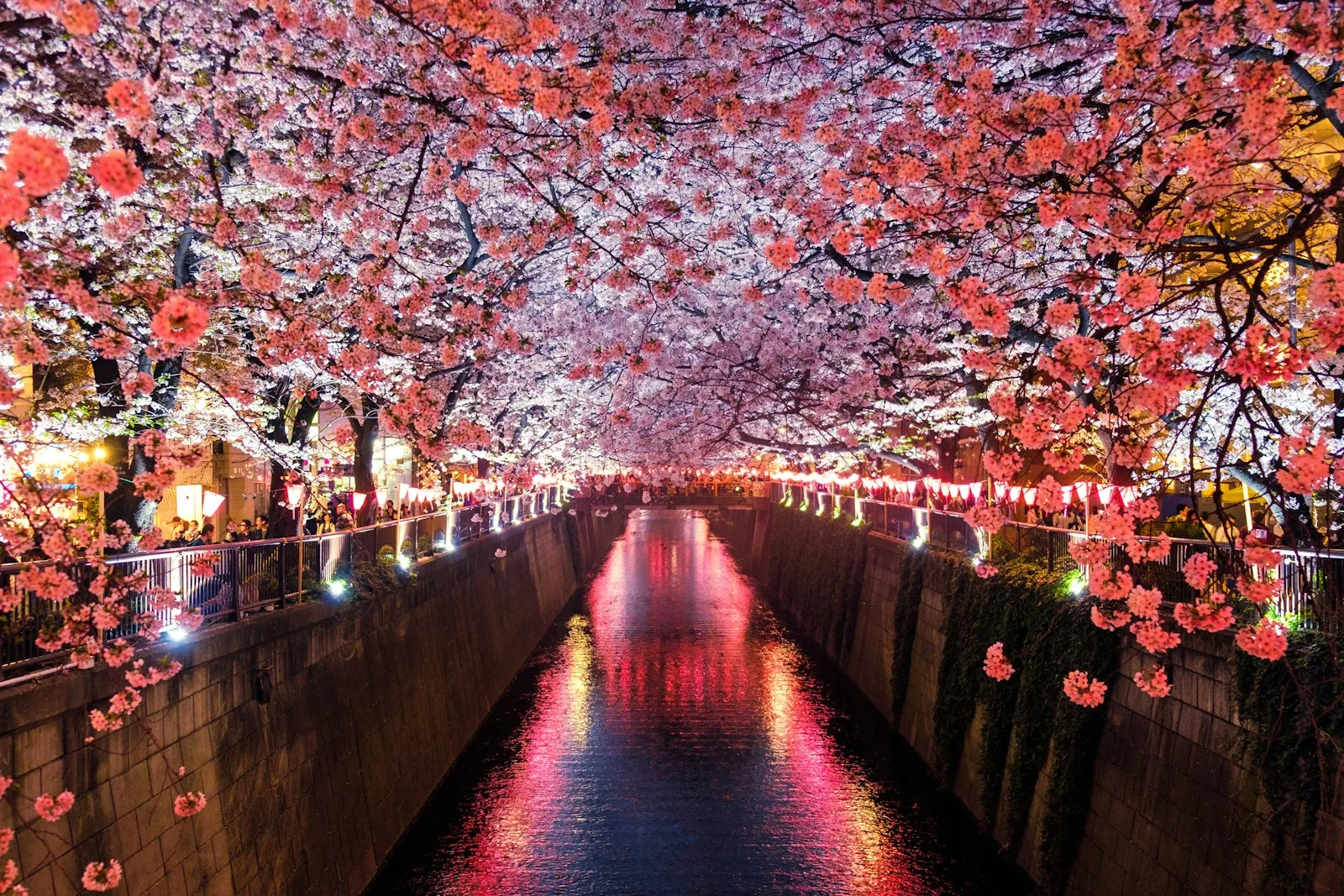Nakameguro kanalında sakura tüneli