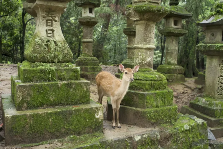 Kasuga Taisha Fener Tapınağı