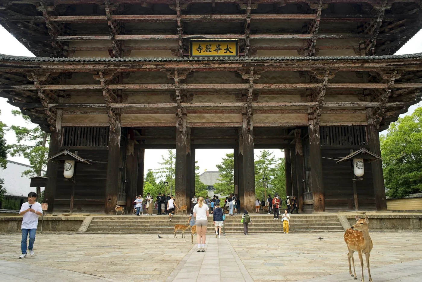 Todai-ji Nandaimon kapısının önünde dolaşan geyikler