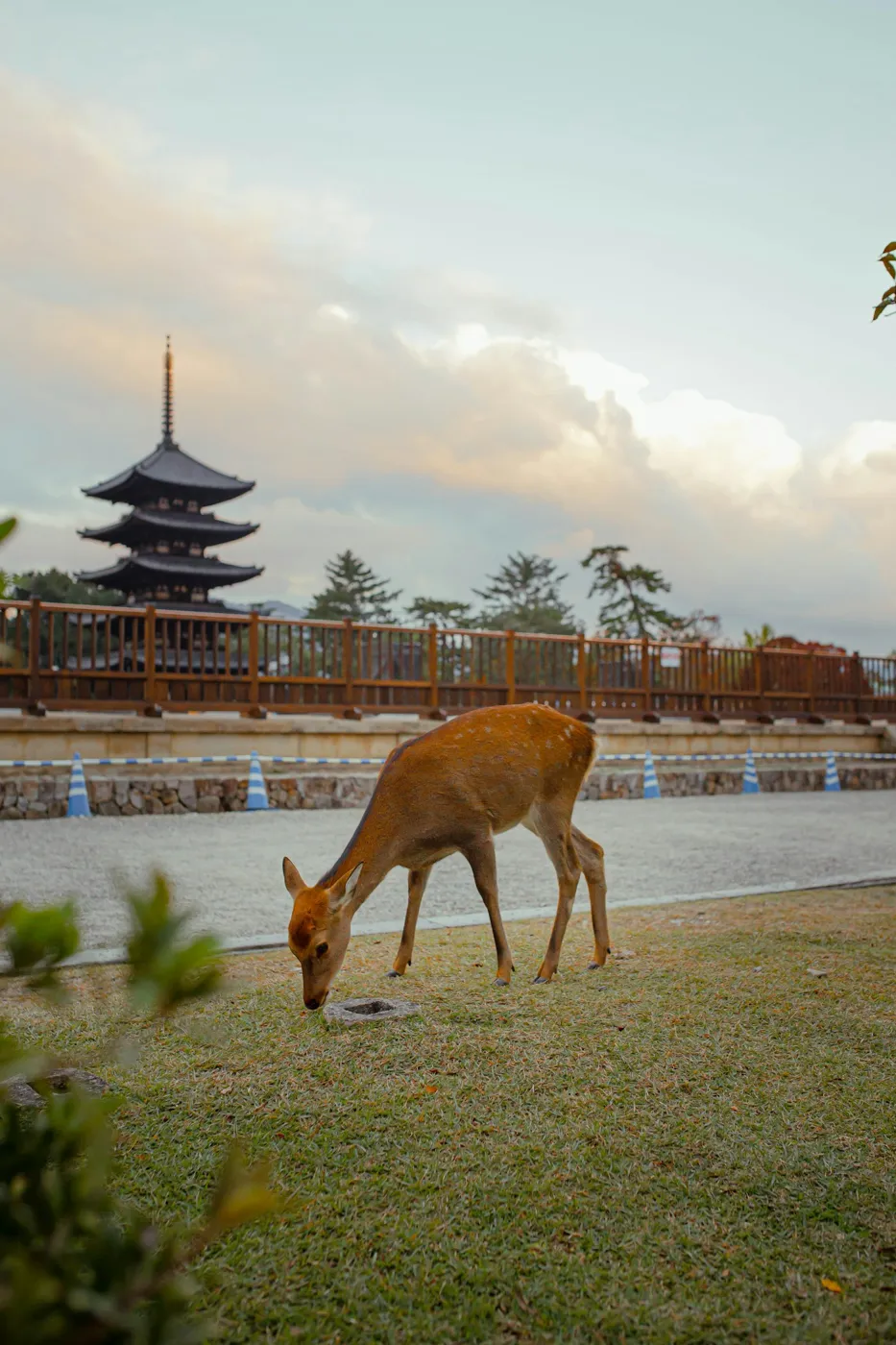 Akşam ışığında çimde otlayan geyik ve uzaktaki pagoda