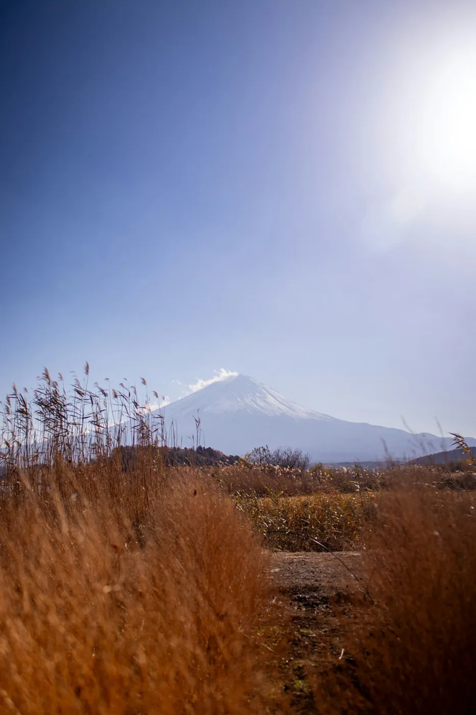 Kawaguchi Gölü kıyısında kuru otlar ve Fuji