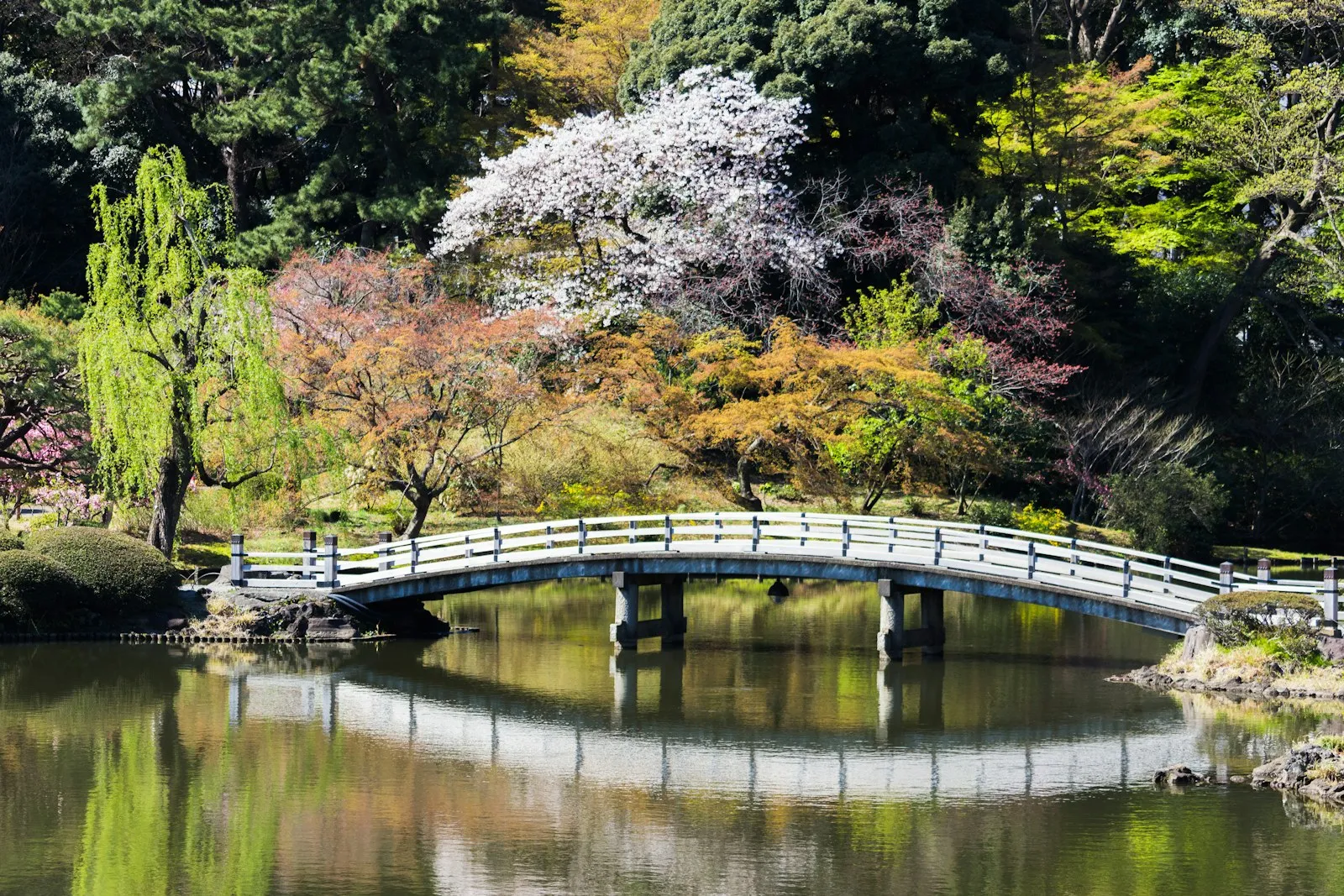 Shinjuku Gyoen'de köprü ve renkli ağaçlar