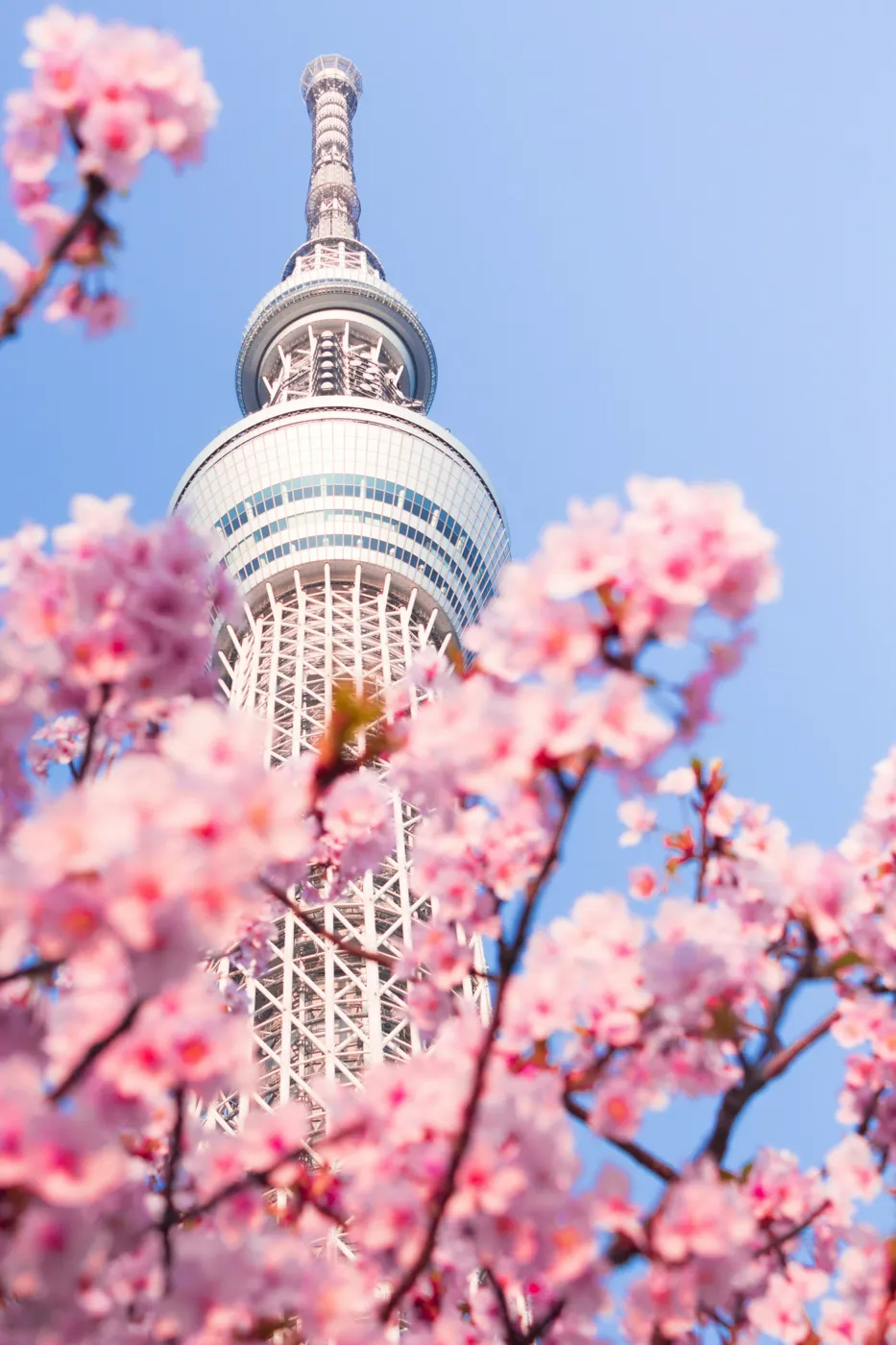 Kiraz çiçekleri arasında Skytree