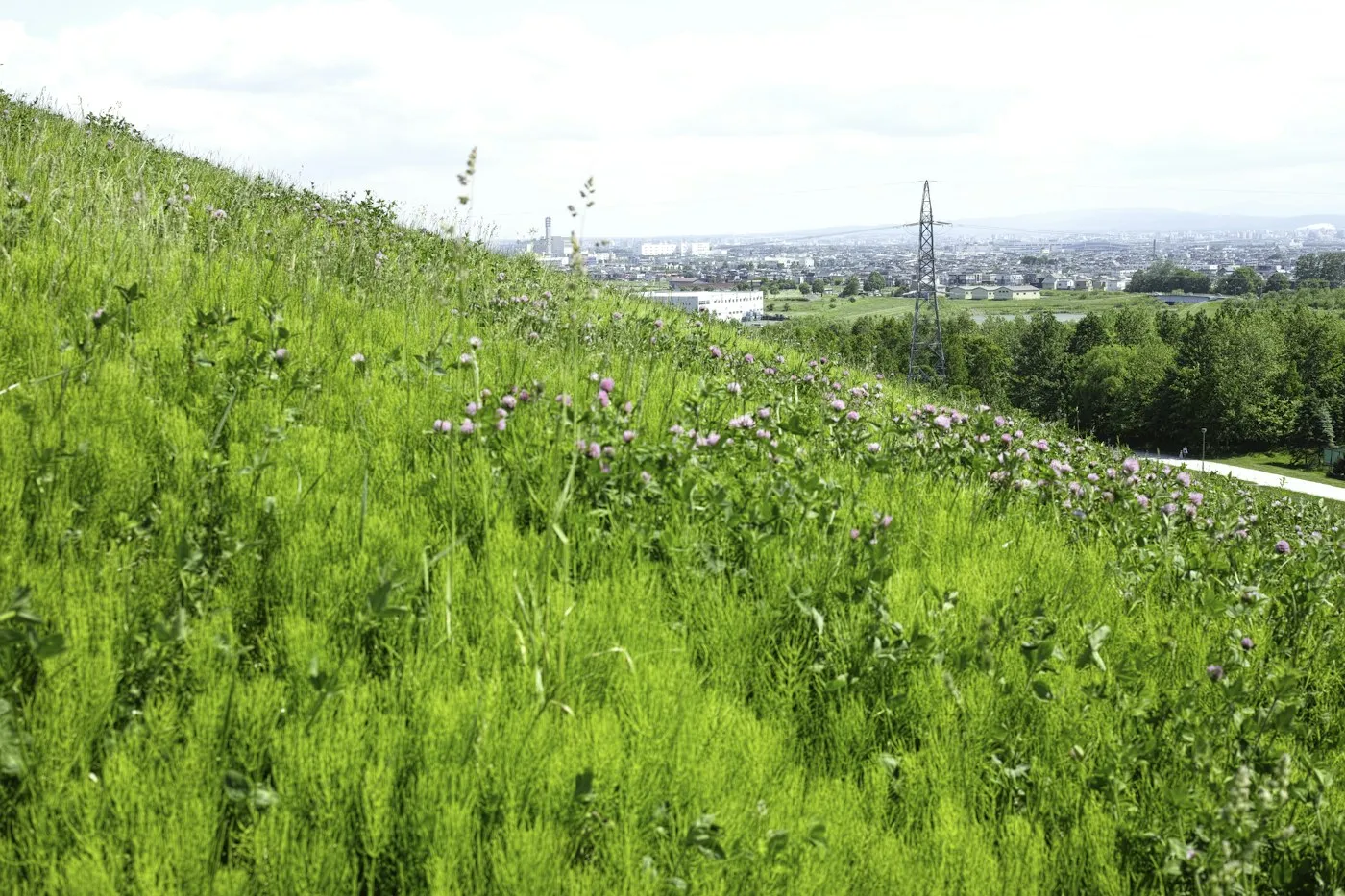 Çiçekli otlarla kaplı park yamacı
