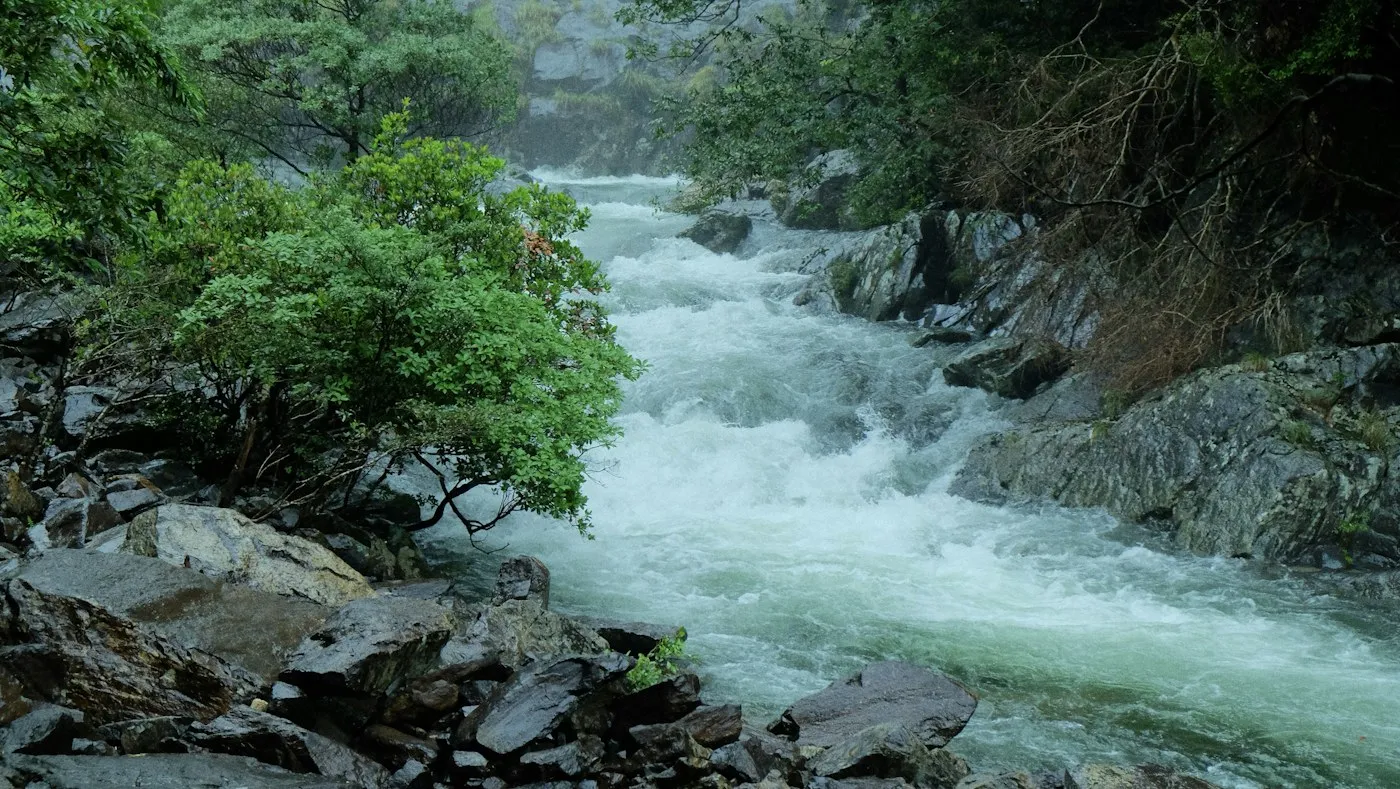 Dere ve yosunlu kayalar