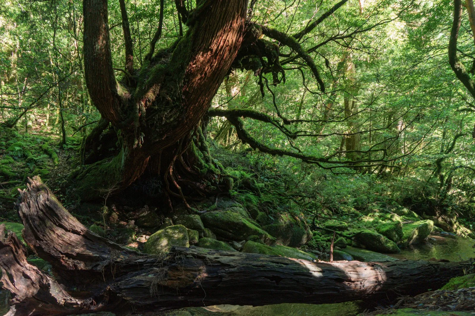 Yakushima ormanında yosunlu eski sedir